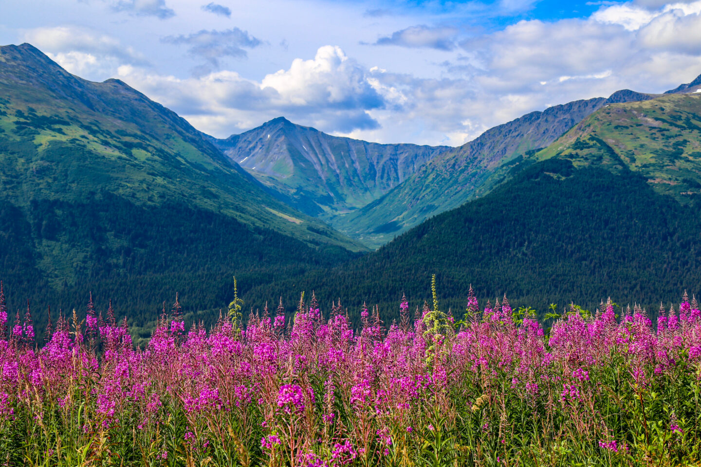 Summer in Alaska